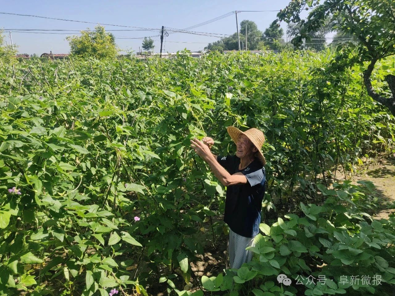 豇1.jpg